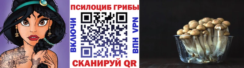 Псилоцибиновые грибы Psilocybe Красноуфимск